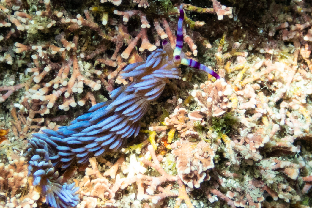 ムカデミノウミウシの写真3｜体色は個体によって異なります。