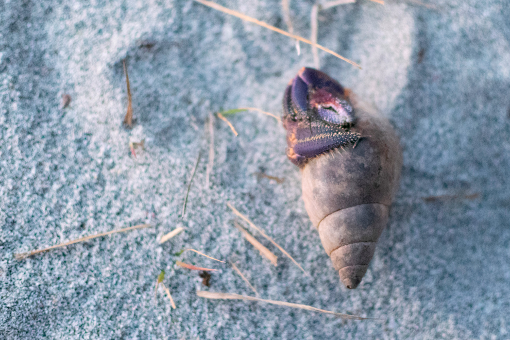 写真｜「ムラサキオカヤドカリ」