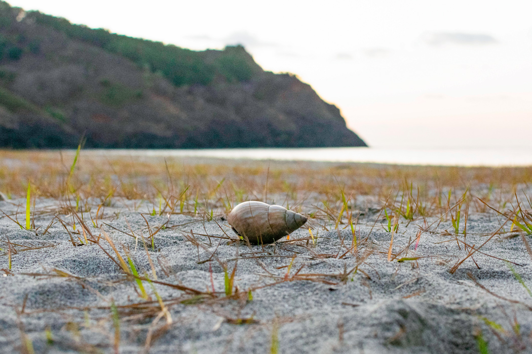 ムラサキオカヤドカリの写真3｜夕方の小港海岸で発見しました。