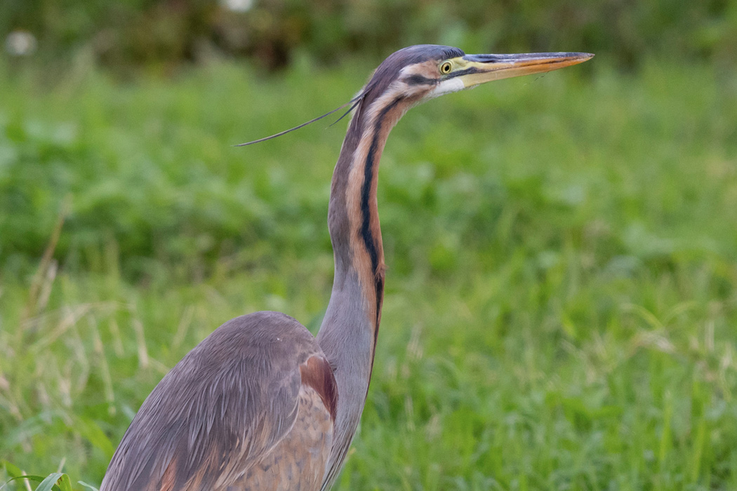 写真｜「ムラサキサギ」