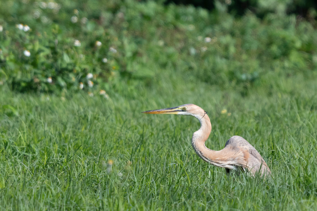 写真｜「ムラサキサギ」