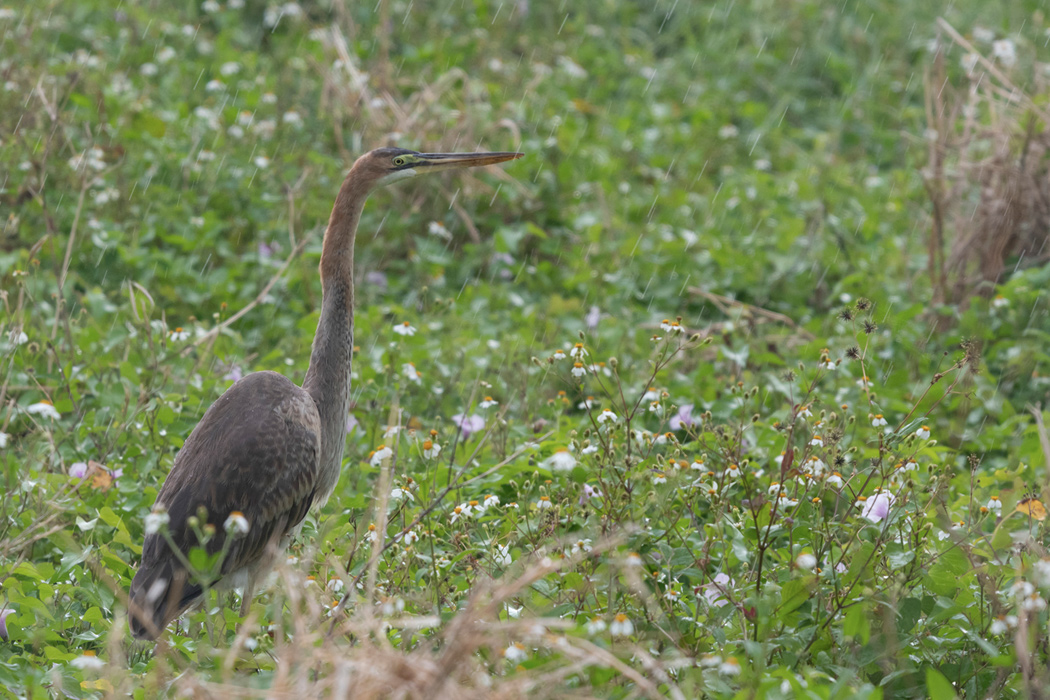 写真｜「ムラサキサギ」