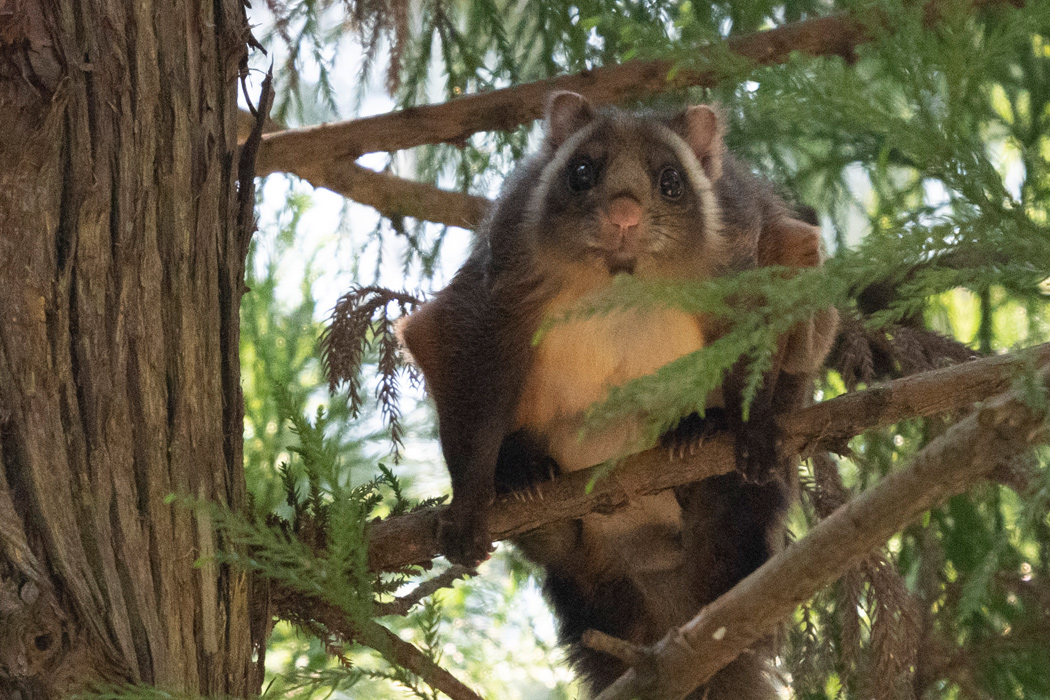 Picture of Japanese giant flying squirrel1｜He has round eyes and a cute face.