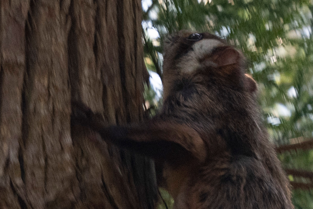 Picture of Japanese giant flying squirrel3｜The ear curve is round.
