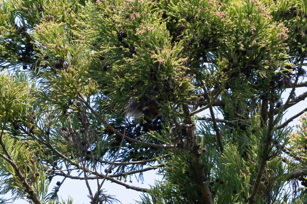 写真｜「ムササビ」
