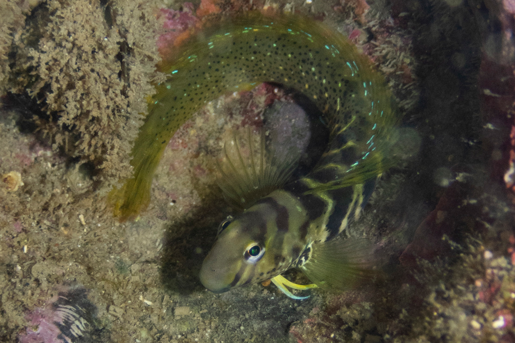 ナベカの写真4｜丸くなっていました。