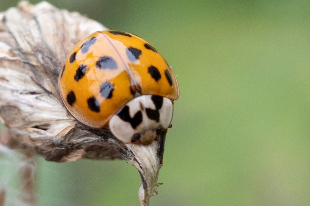 ナミテントウの写真1｜紅型の個体です。