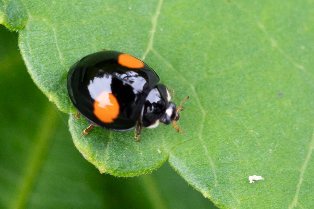 ナミテントウの写真3｜二紋型です。