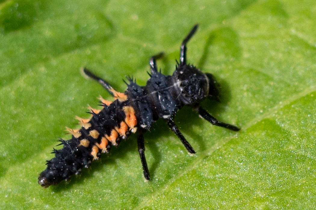 ナミテントウの写真4｜幼虫はオレンジ色の模様が繋がっています。