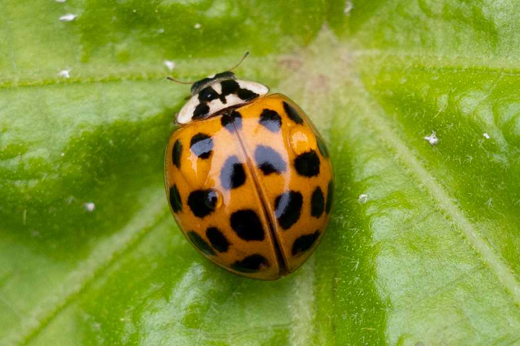 ナミテントウの写真5｜光沢のある翅です。