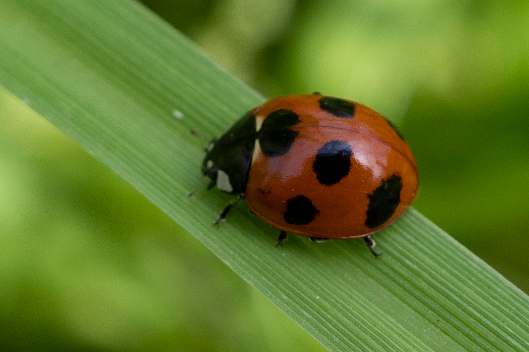 Picture of Seven-spot ladybird2｜Prothorax has yellow spots.