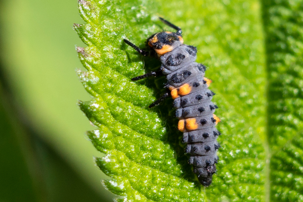 Picture of Seven-spot ladybird4｜The larva has two pairs of orange spots.