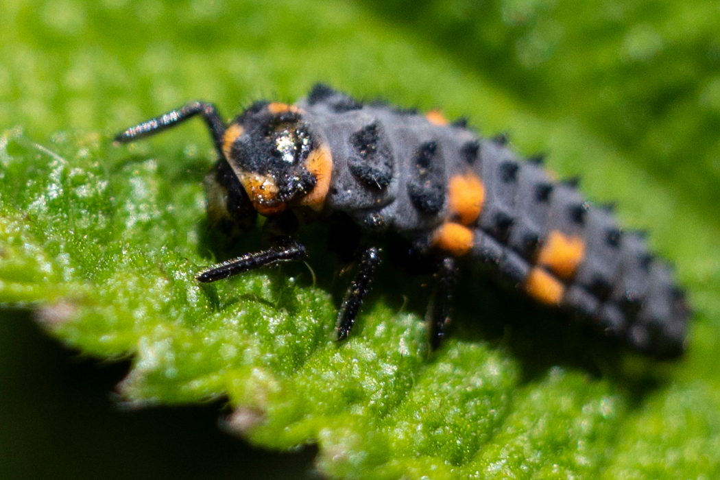 Picture of Seven-spot ladybird5｜The head is orange.