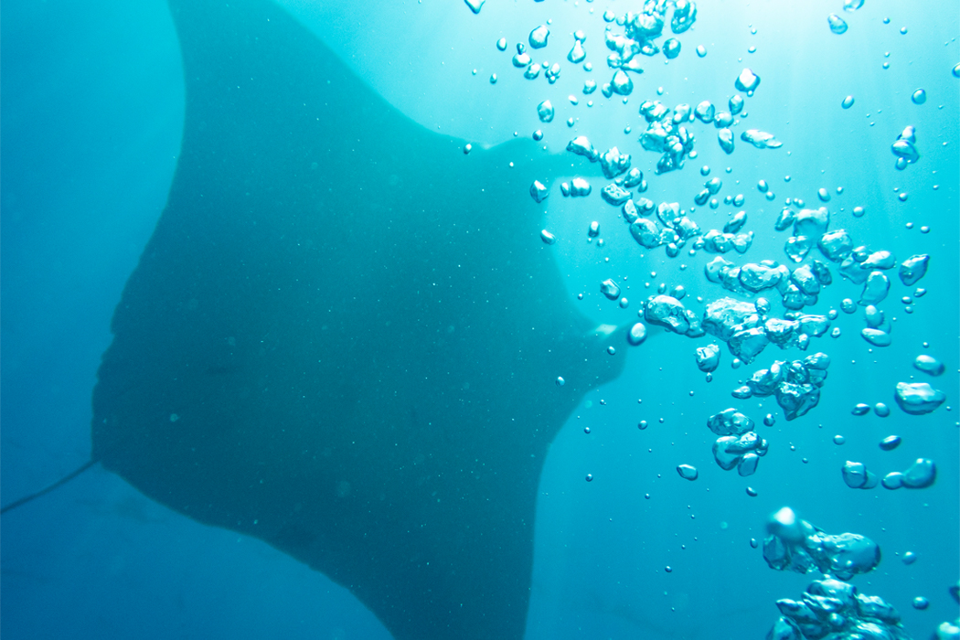 写真｜「ナンヨウマンタ」