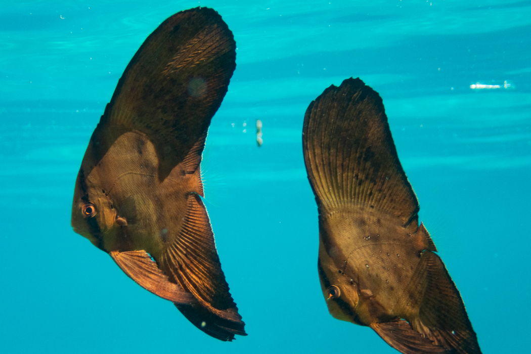 写真｜「ナンヨウツバメウオ」