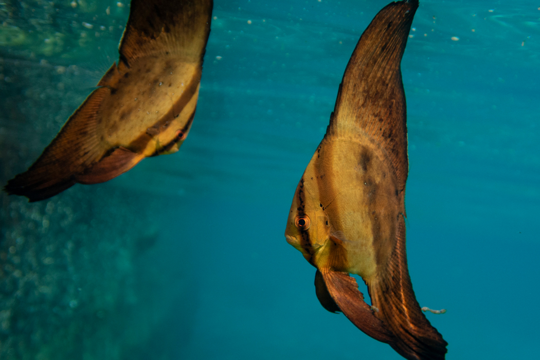 ナンヨウツバメウオの写真2｜縦縞が走ります。