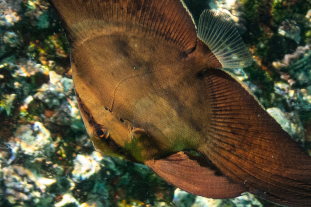 写真｜「ナンヨウツバメウオ」