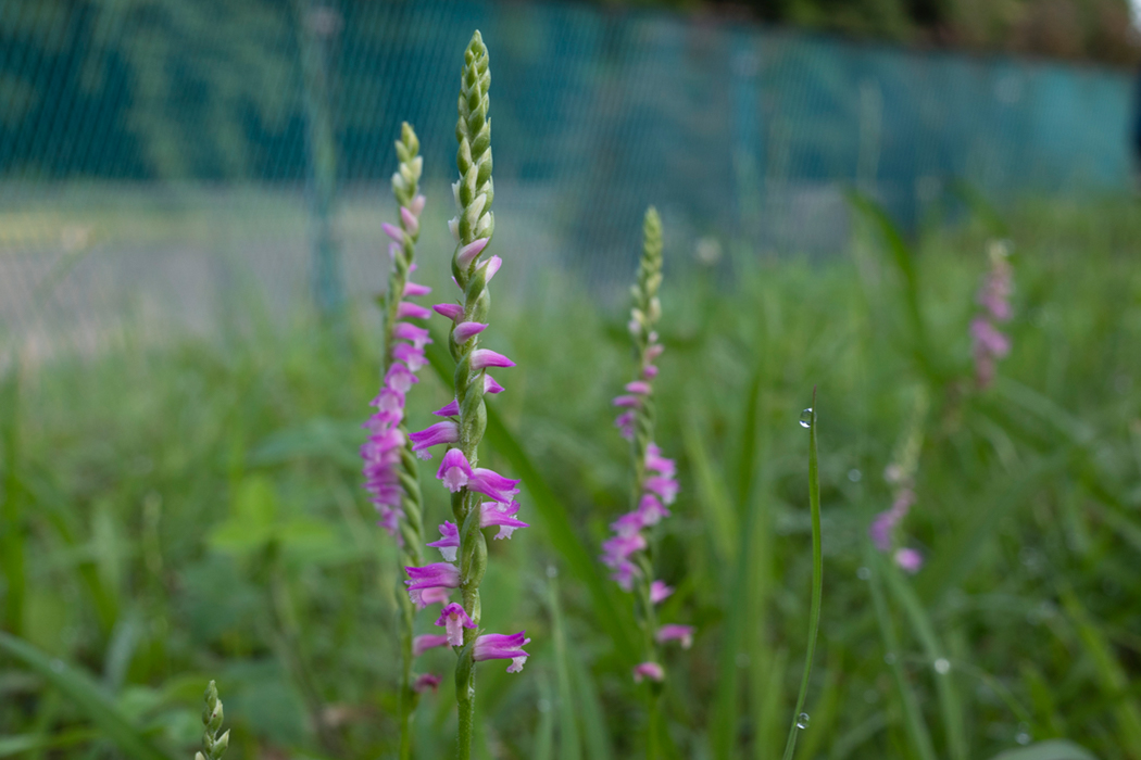 写真｜「ネジバナ」