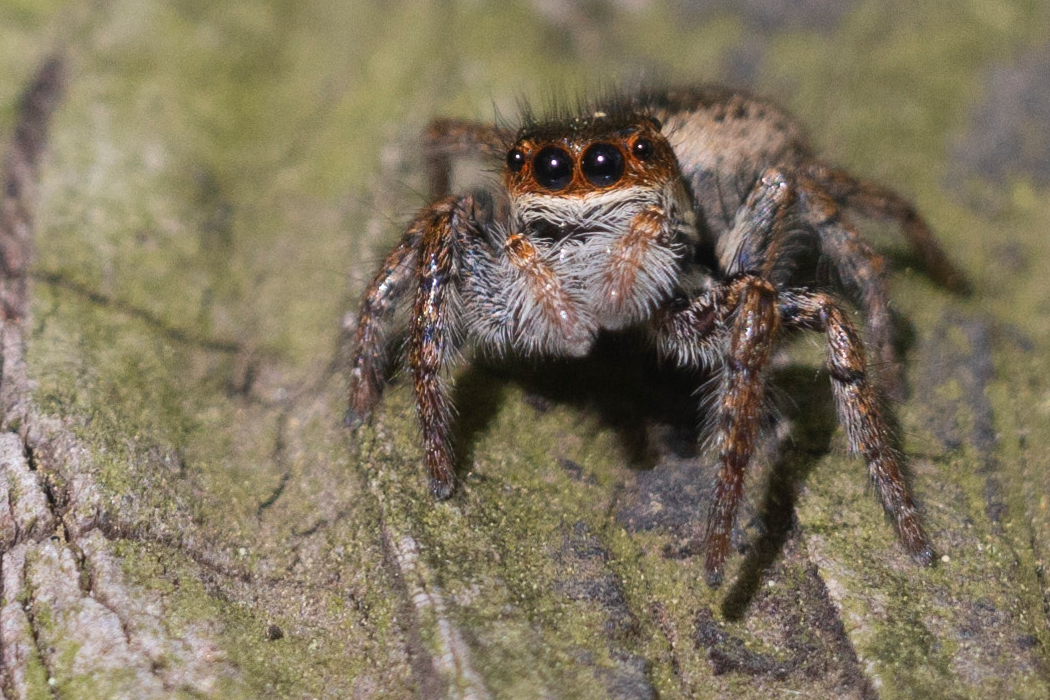 写真｜「ネコハエトリ」