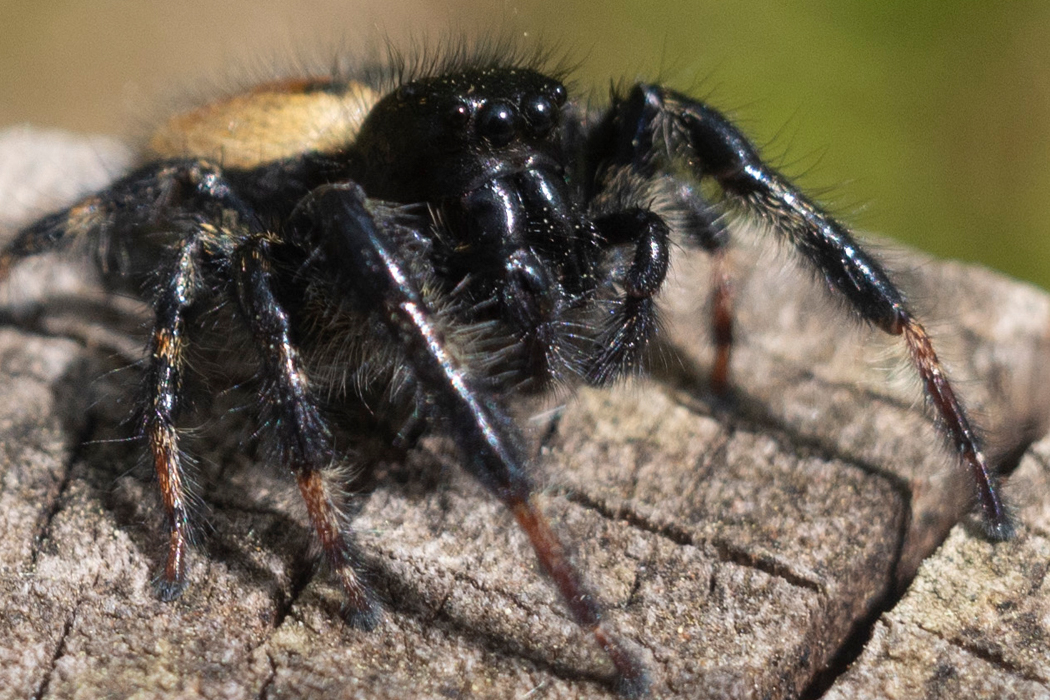 写真｜「ネコハエトリ」