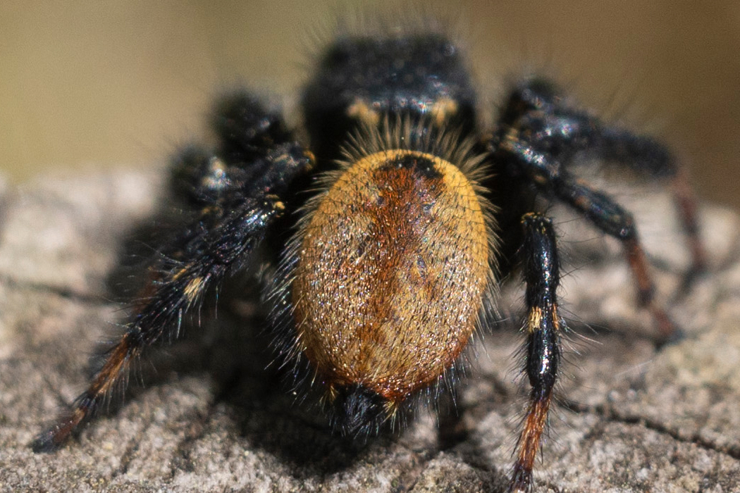 ネコハエトリの写真3｜オスは腹部だけが褐色です。