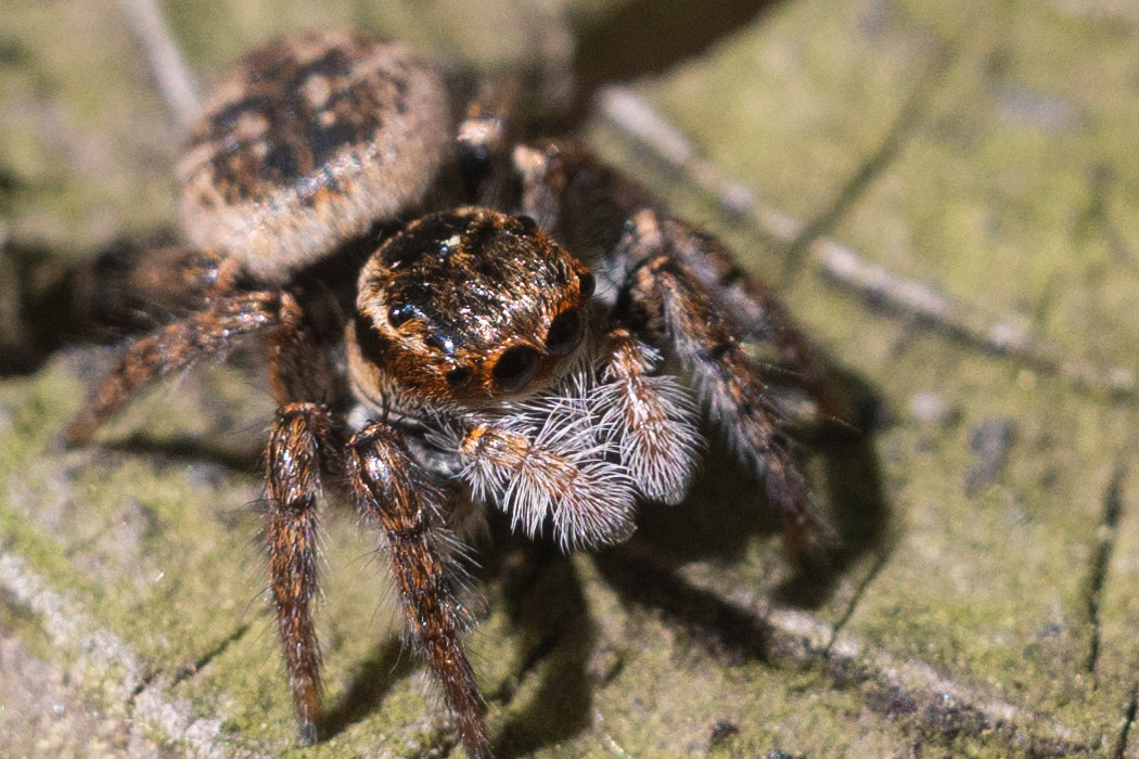 写真｜「ネコハエトリ」