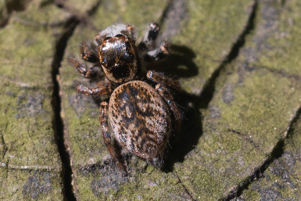写真｜「ネコハエトリ」