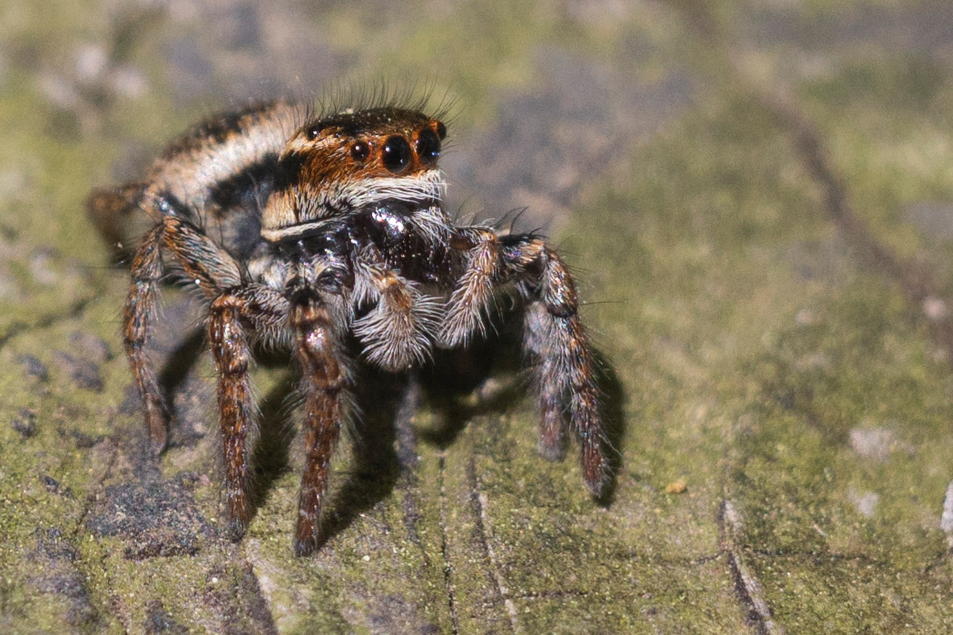写真｜「ネコハエトリ」