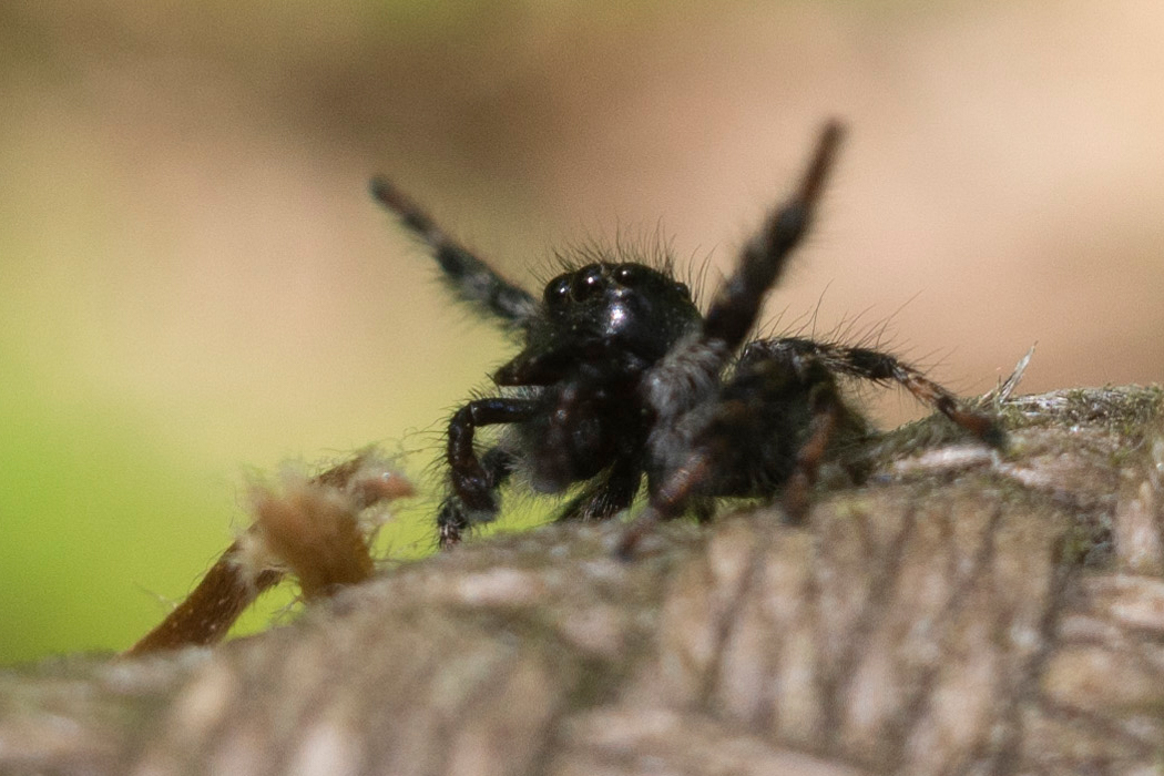 写真｜「ネコハエトリ」