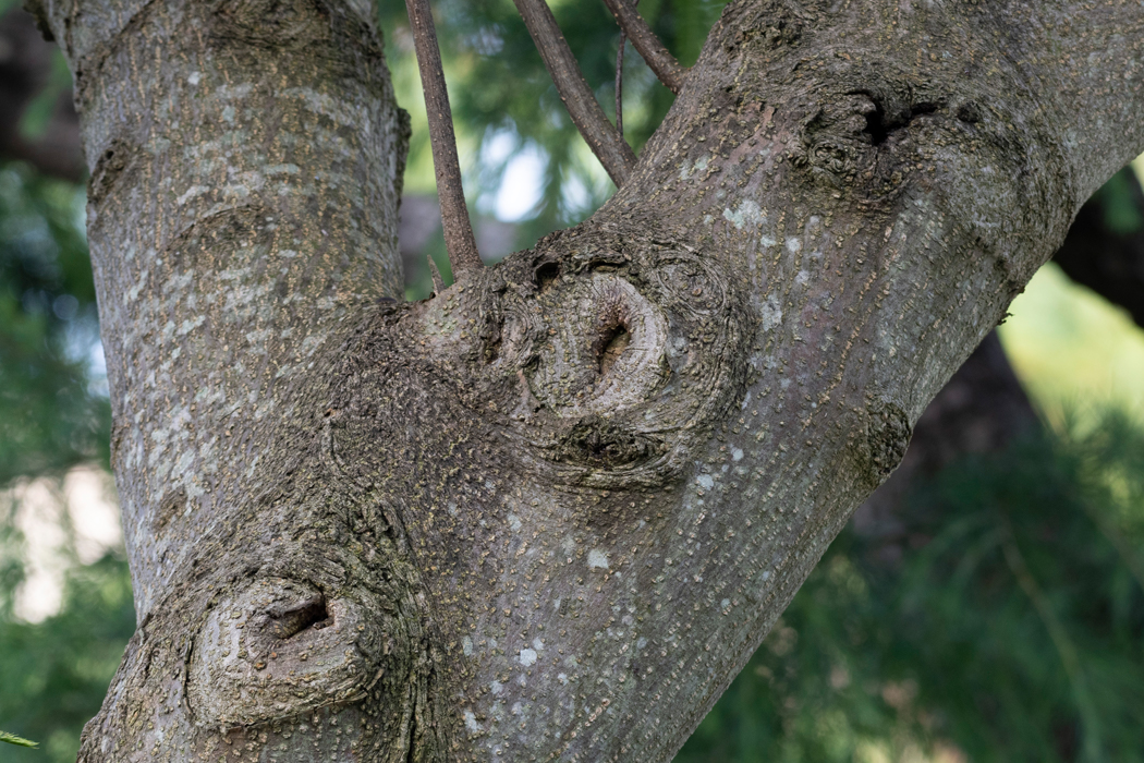 写真｜「ネムノキ」