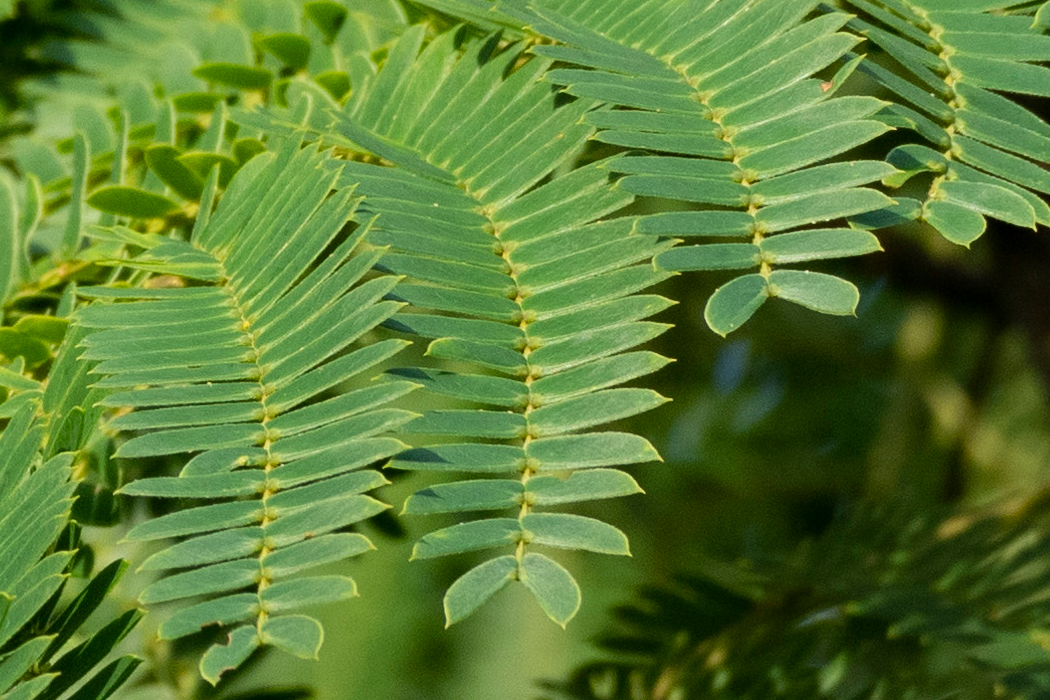 写真｜「ネムノキ」