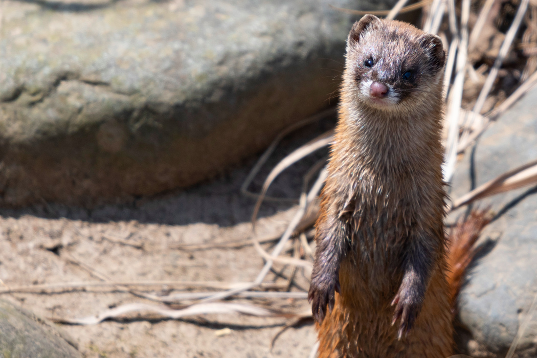 写真｜「ニホンイタチ」