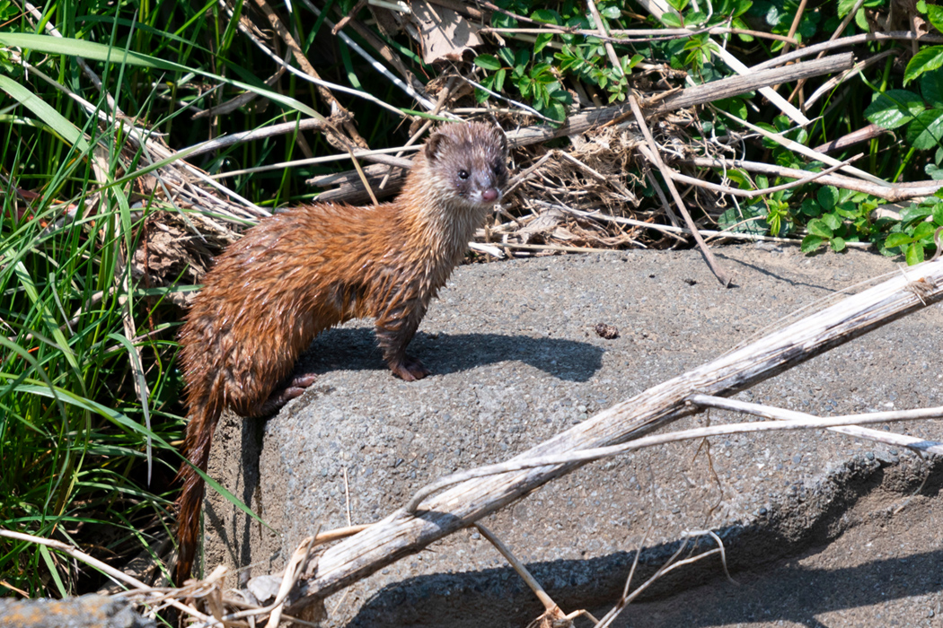 写真｜「ニホンイタチ」