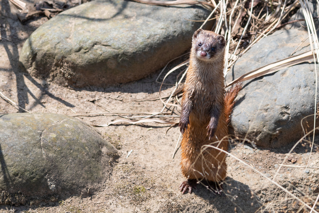 写真｜「ニホンイタチ」