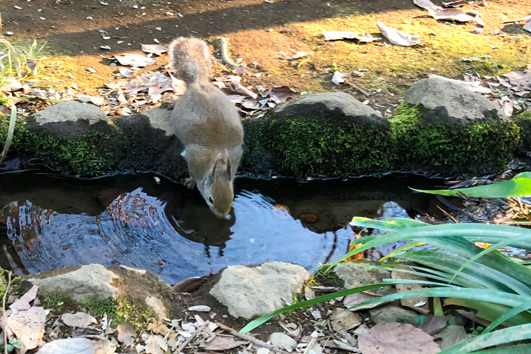 Picture of Japanese squirrel1｜Drinking water.