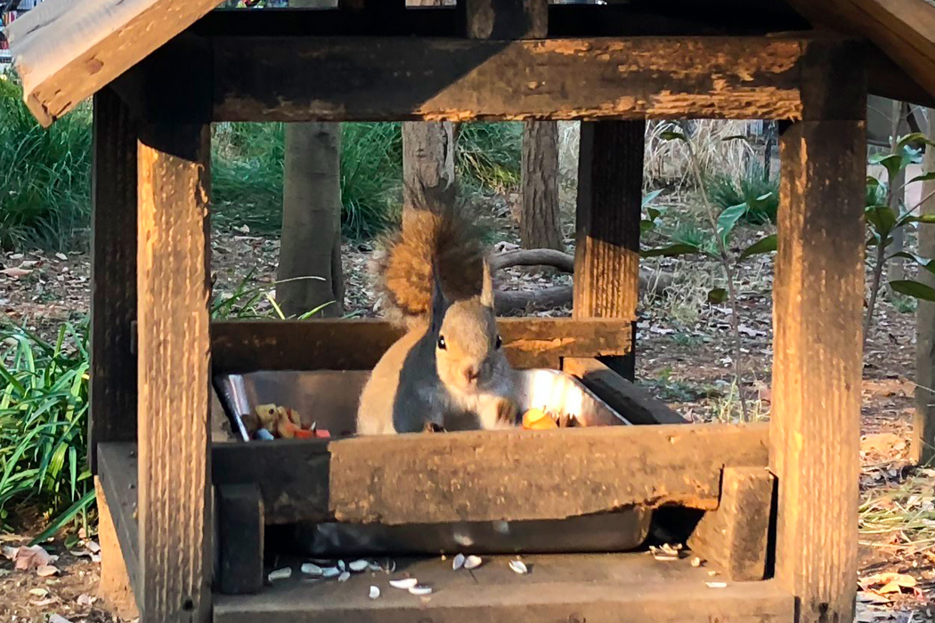 写真｜「ニホンリス」