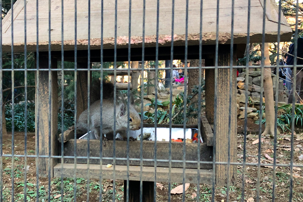 写真｜「ニホンリス」