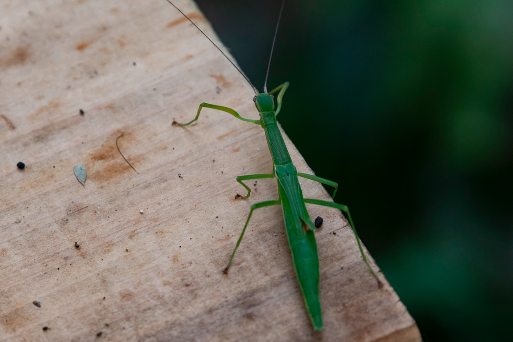 ニホントビナナフシの写真1｜木道をメスが歩いていました。