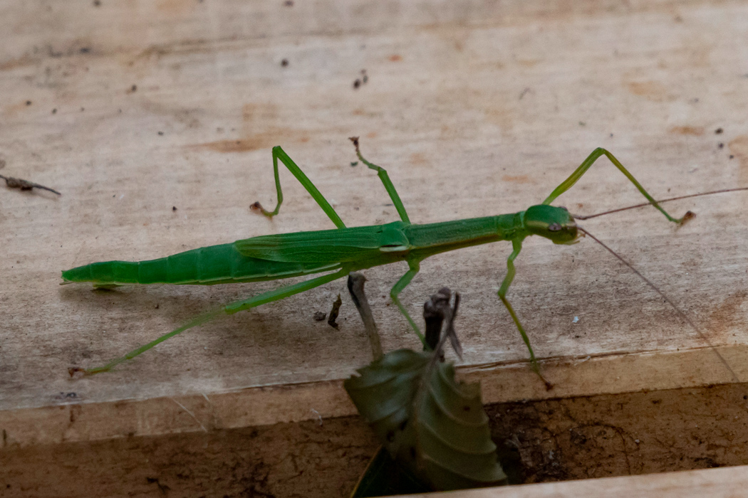 ニホントビナナフシの写真2｜樹の葉っぱのような質感です。