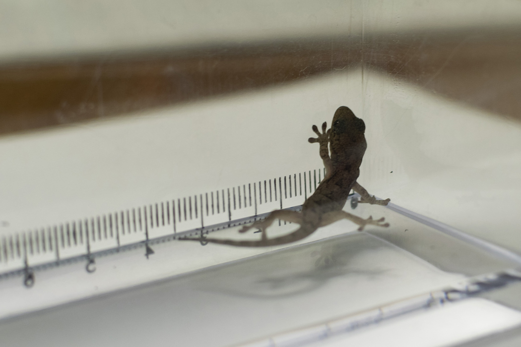 Picture of Japanese gecko2｜Observed in a case. It is a baby gecko.