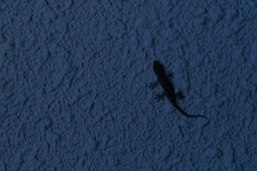 Picture of Japanese gecko3｜It sticks well to the walls of my home