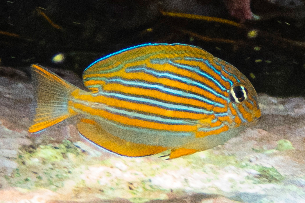 ニジハギの写真1｜黄色い体に鮮やかな青のラインが走ります。