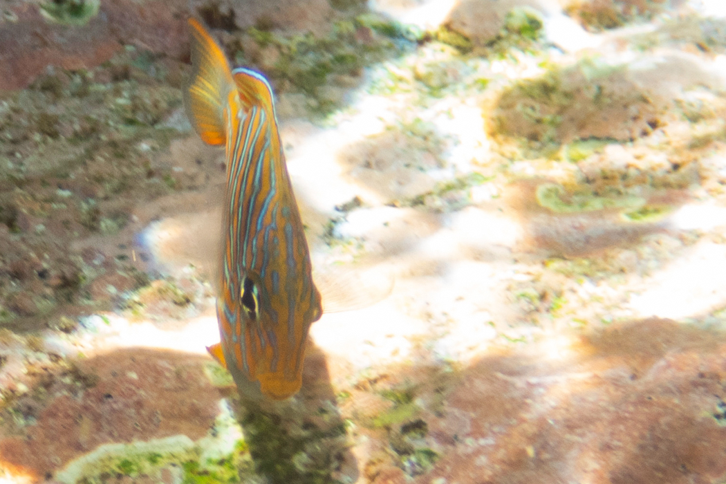 ニジハギの写真4｜鰭の縁も水色です。