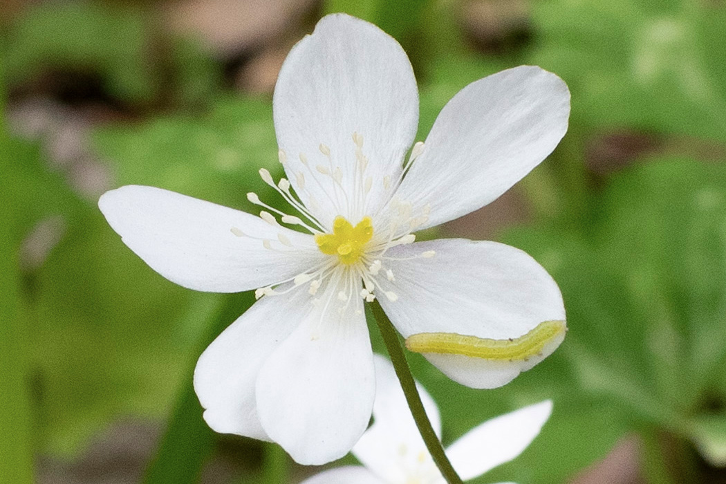 ニリンソウの写真2｜萼片に小さな青虫がついていました。