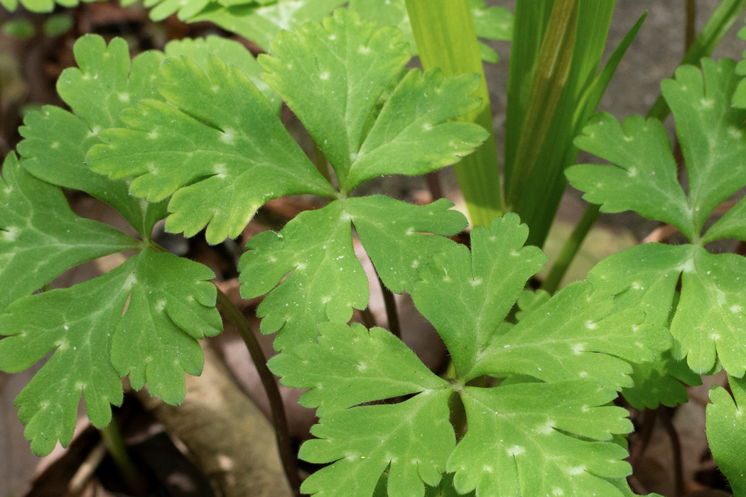 写真｜「ニリンソウ」