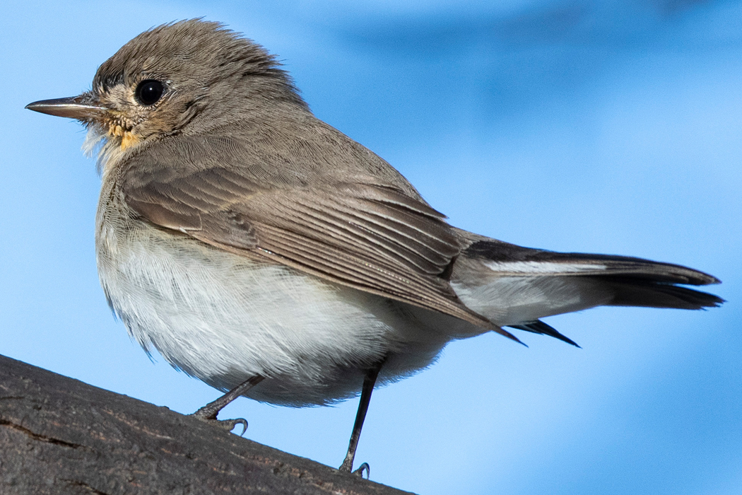 写真｜「ニシオジロビタキ」