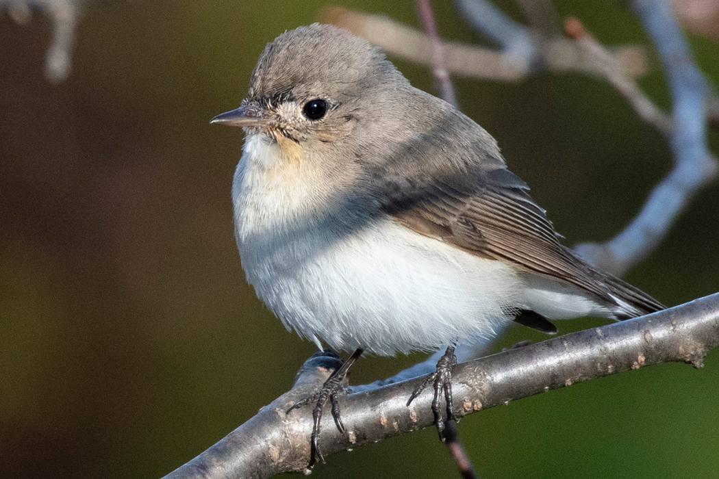 写真｜「ニシオジロビタキ」