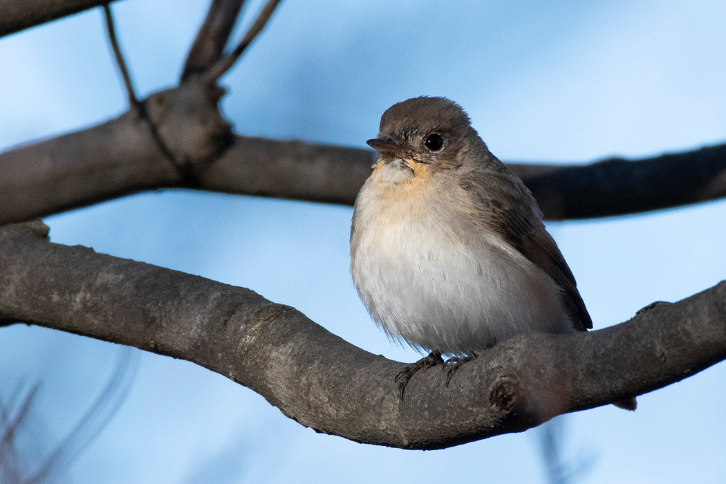 ニシオジロビタキの写真3｜胸元がほんのりバフ色です。