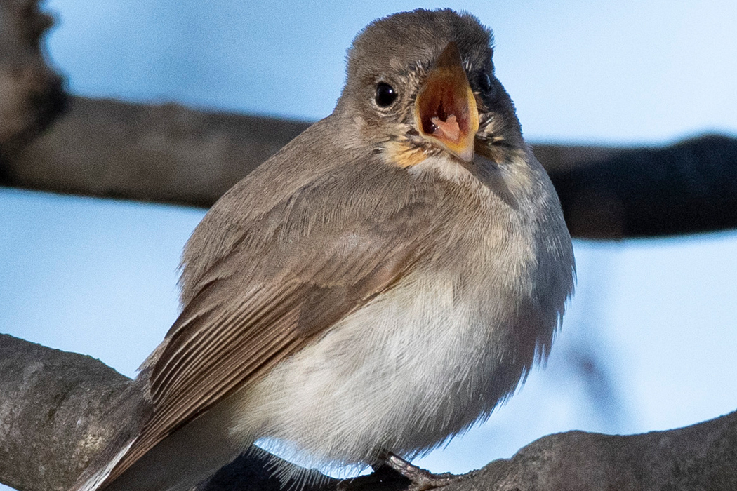 ニシオジロビタキの写真4｜嘴を大きく開けました。