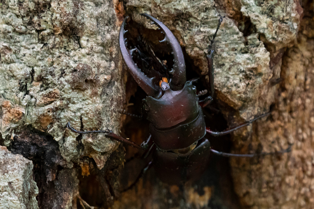 写真｜「ノコギリクワガタ」